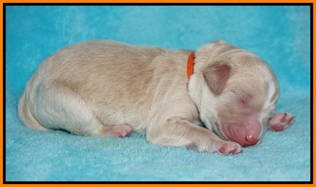 Ivory Talon pups newborn 1 day old 181