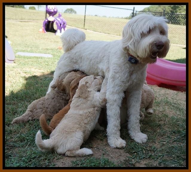 Ivory Talon pups 6 wks old371