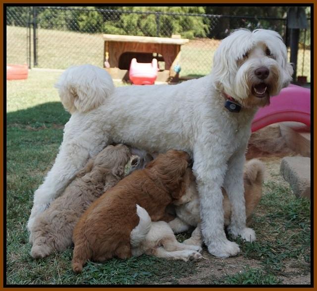 Ivory Talon pups 6 wks old381