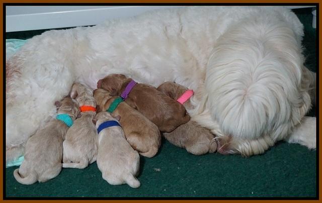 Ivory Talon pups newborn group21