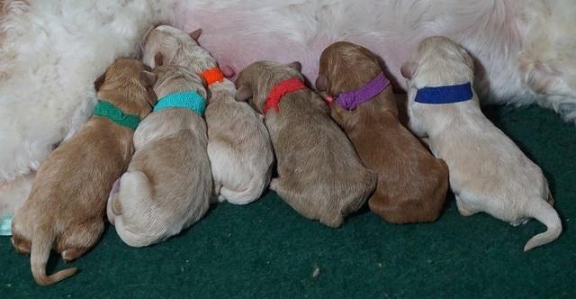 Ivory Talon pups newborn group41