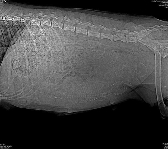 Biscuit Flicker xray preg 2