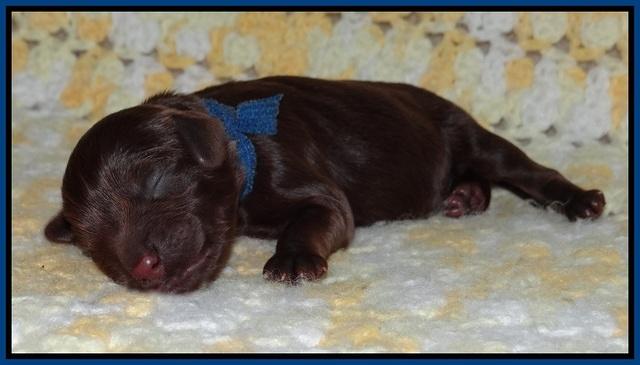 Biscuit Flicker newborn 1 day old 81
