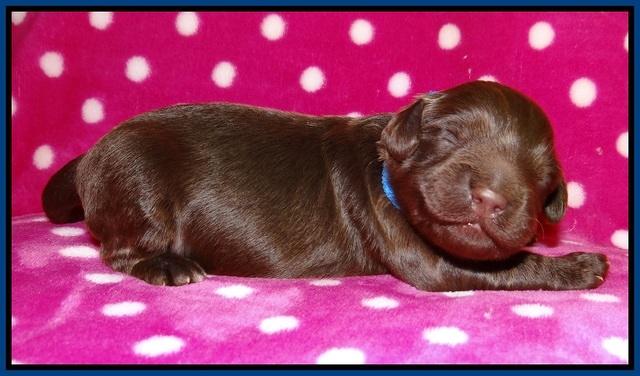 Biscuit Flicker pups 1 wk old 31