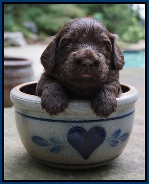 Biscuit Flicker pups 3 wks old 31