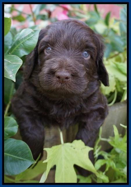 Biscuit Flicker pups 4 weeks old 31