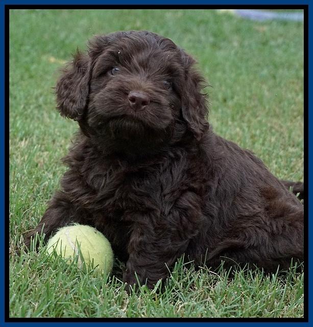 Biscuit Flicker pups 5 wks old 11