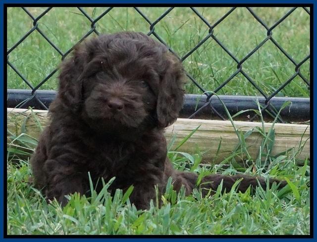 Biscuit Flicker pups 5 wks old 31