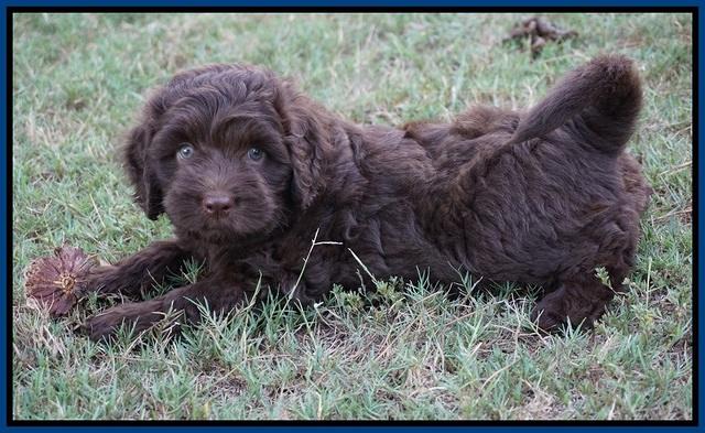 Biscuit Flicker pups 6 wks old11
