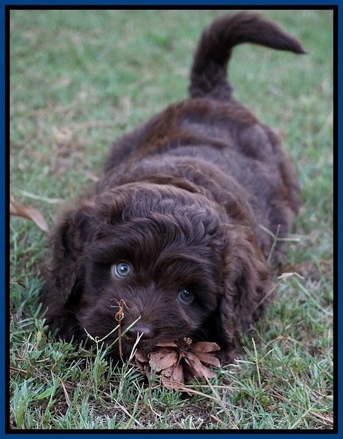 Biscuit Flicker pups 6 wks old21