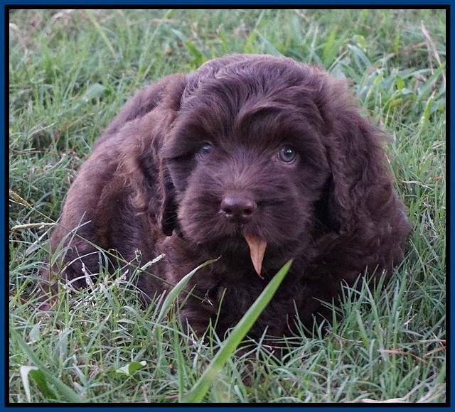 Biscuit Flicker pups 6 wks old31