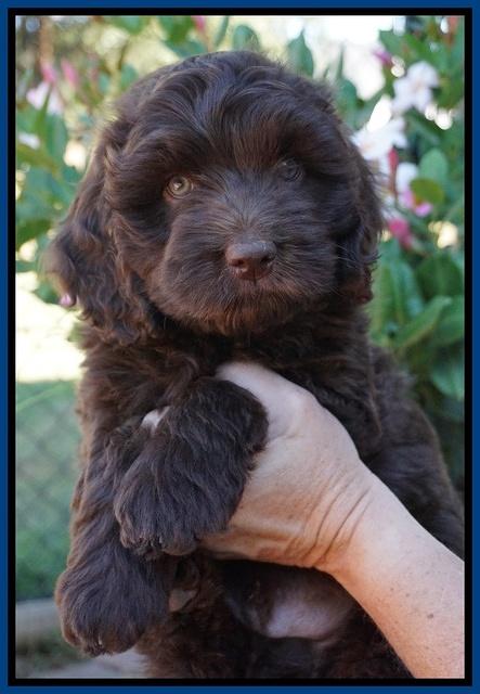 Bosciot Flicker pups 7 wks old 31