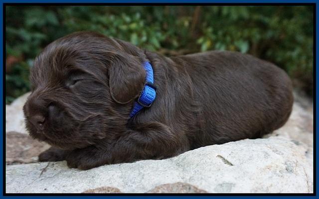 Busciut Flicker pups 2 wks old 41