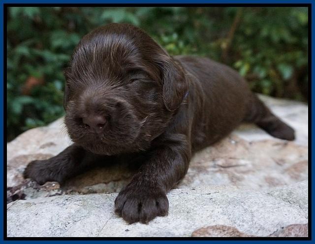 Busciut Flicker pups 2 wks old 61