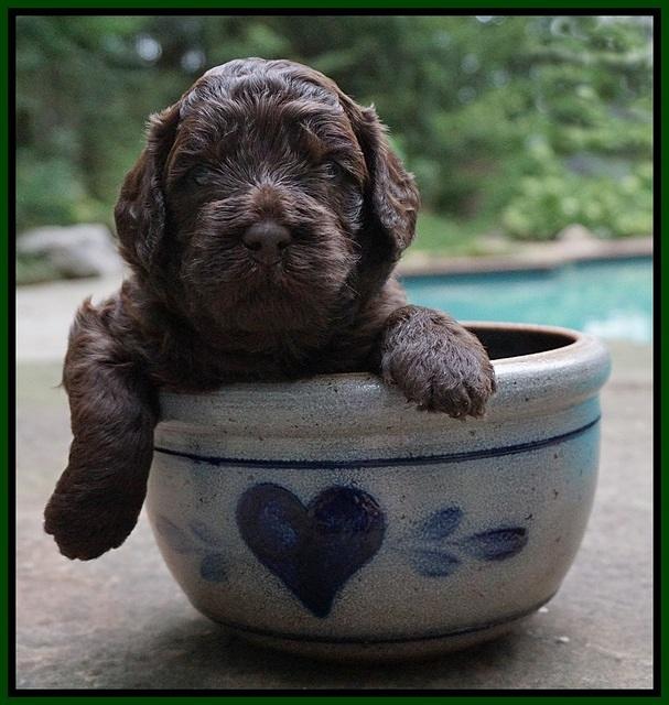 Biscuit Flicker pups 3 wks old 81