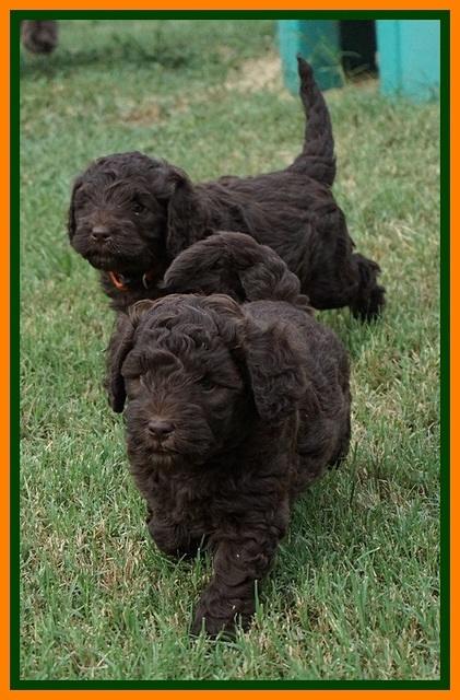 Biscuit Flicker pups 5 wks old 71