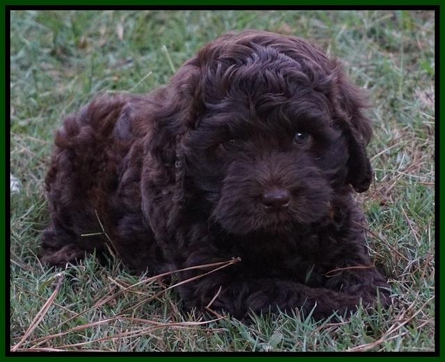 Biscuit Flicker pups 6 wks old61