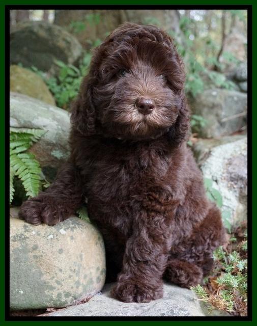Biscuit Flicker pups 8 weeks old 181