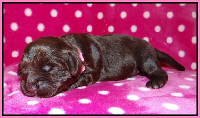 Biscuit Flicker pups 1 wk old 71