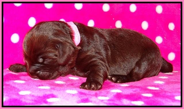 Biscuit Flicker pups 1 wk old 81
