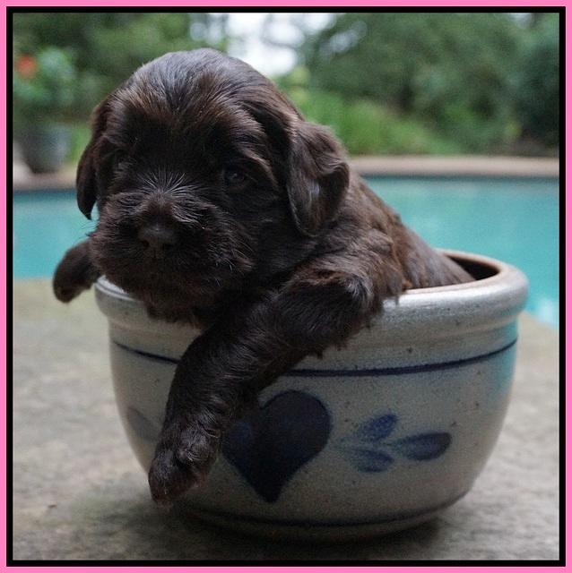 Biscuit Flicker pups 3 wks old 91