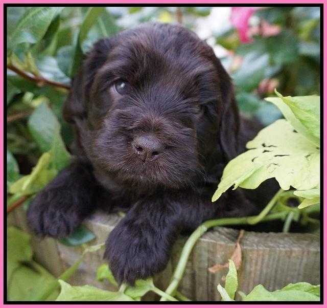 Biscuit Flicker pups 4 weeks old 91