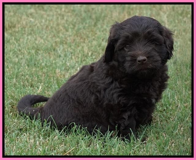 Biscuit Flicker pups 5 wks old 101