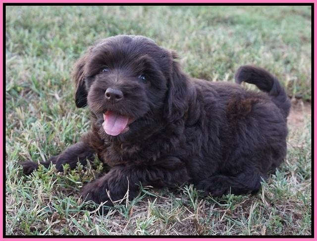 Biscuit Flicker pups 6 wks old101