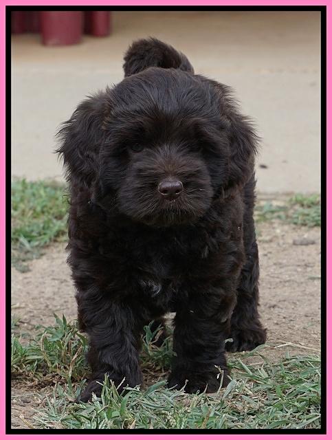 Biscuit Flicker pups 6 wks old91