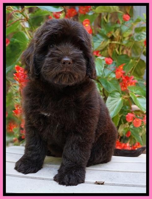 Biscuit Flicker pups 8 weeks old 11