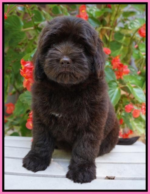 Biscuit Flicker pups 8 weeks old 21