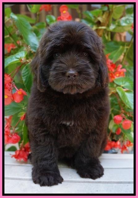 Biscuit Flicker pups 8 weeks old 31