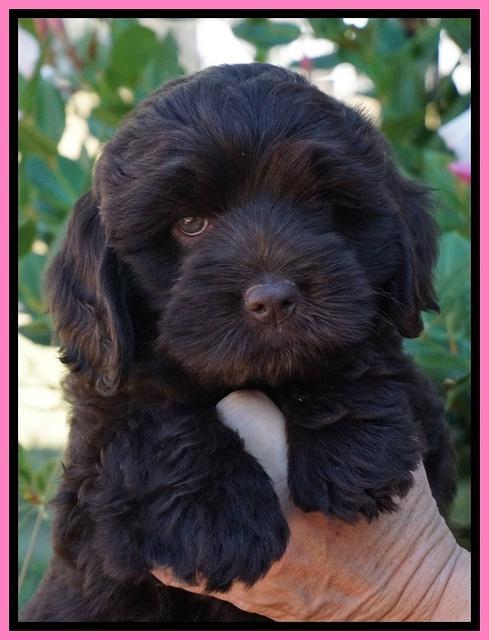 Bosciot Flicker pups 7 wks old 21