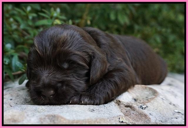 Busciut Flicker pups 2 wks old 111