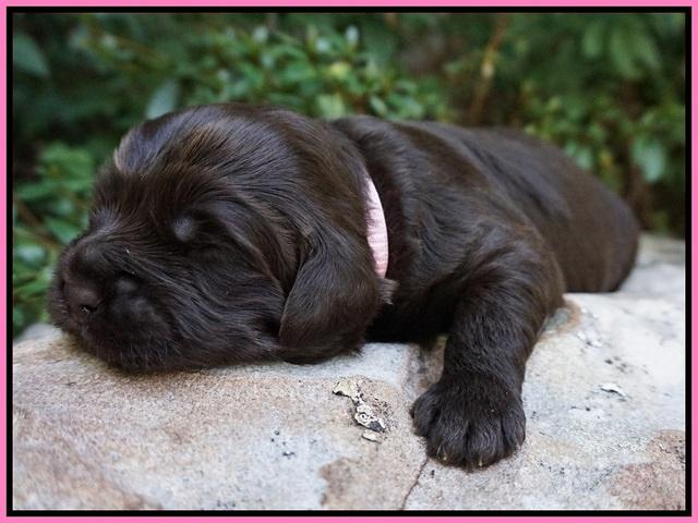 Busciut Flicker pups 2 wks old 121