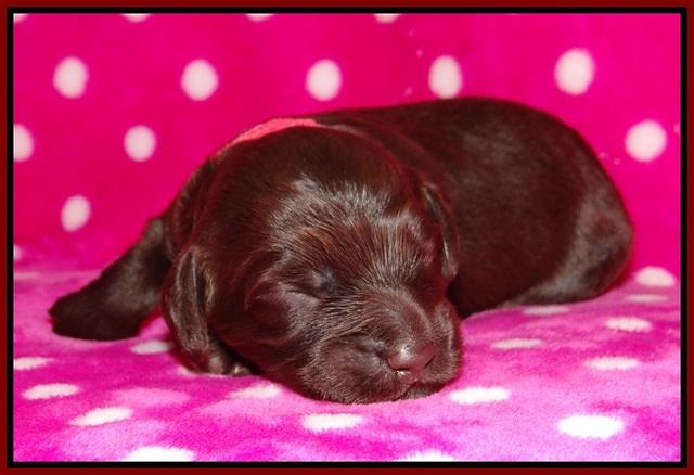 Biscuit Flicker pups 1 wk old 111