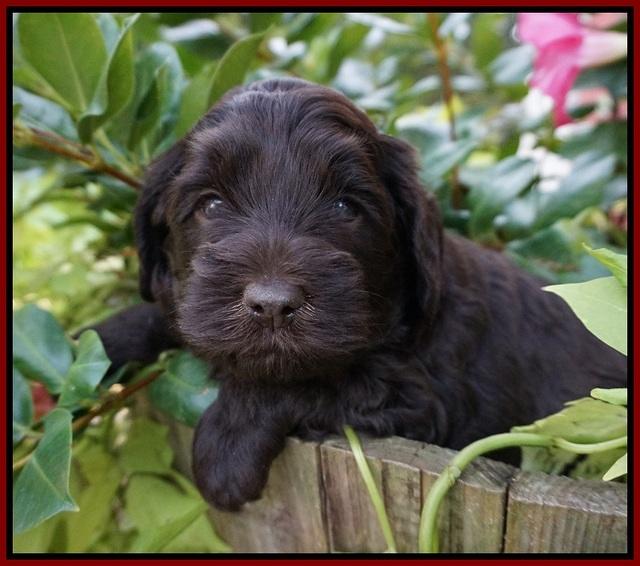 Biscuit Flicker pups 4 weeks old 101