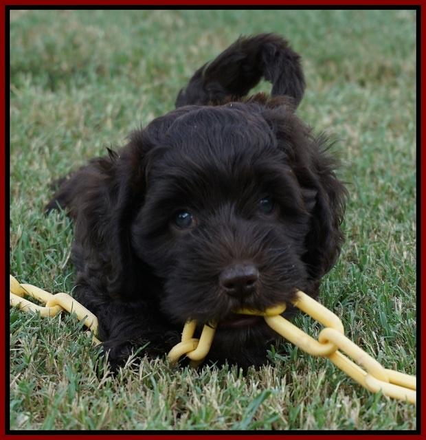 Biscuit Flicker pups 6 wks old171