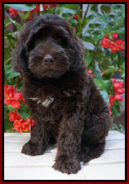 Biscuit Flicker pups 8 weeks old 101