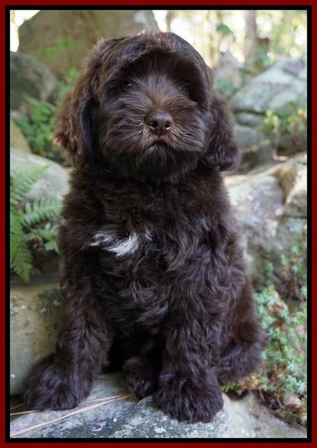 Biscuit Flicker pups 8 weeks old 111