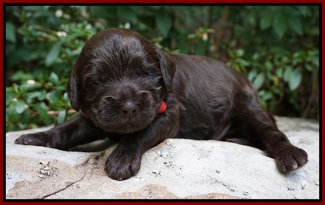 Busciut Flicker pups 2 wks old 141