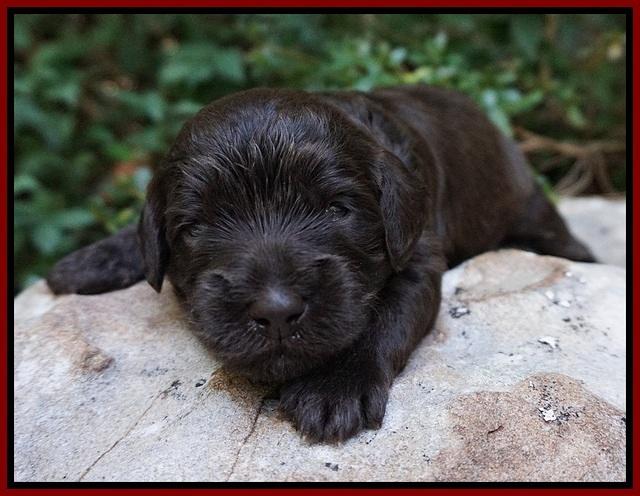 Busciut Flicker pups 2 wks old 161