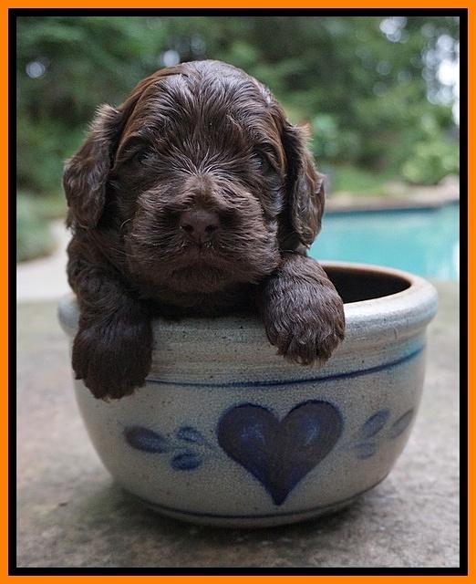 Biscuit Flicker pups 3 wks old 151