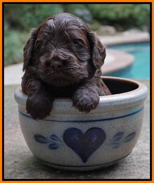Biscuit Flicker pups 3 wks old 161