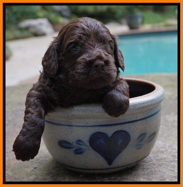 Biscuit Flicker pups 3 wks old 171
