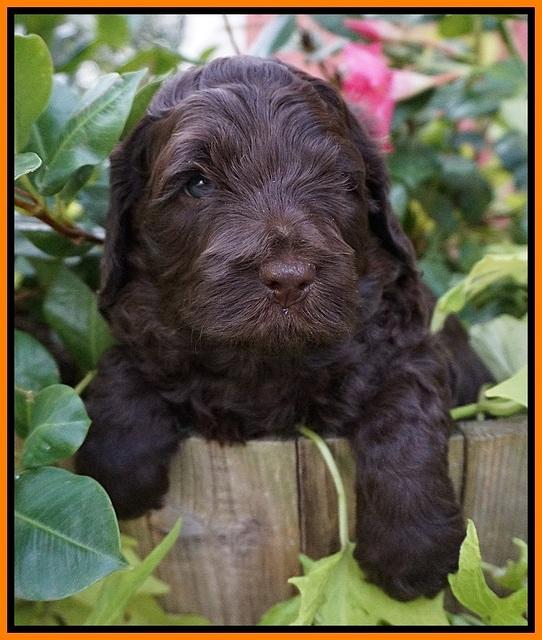 Biscuit Flicker pups 4 weeks old 131