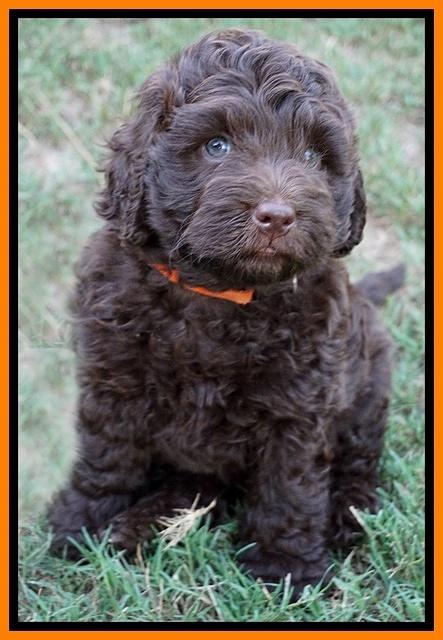 Biscuit Flicker pups 6 wks old191
