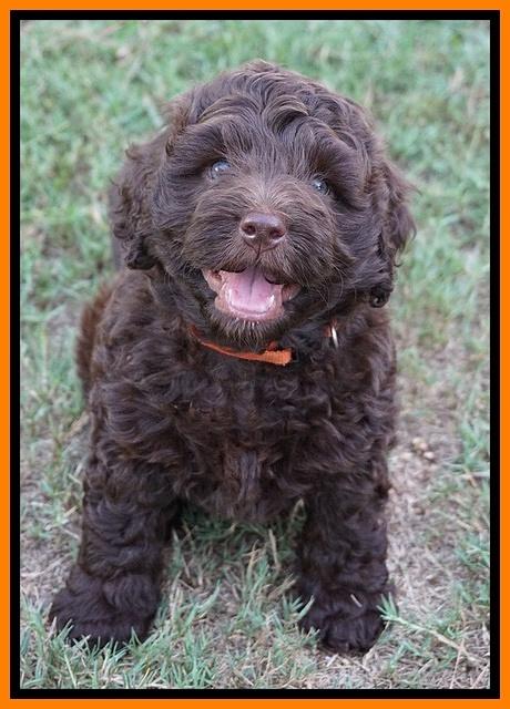Biscuit Flicker pups 6 wks old211