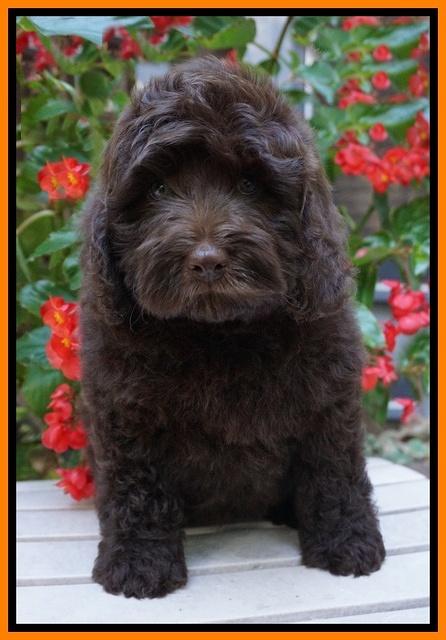 Biscuit Flicker pups 8 weeks old 61