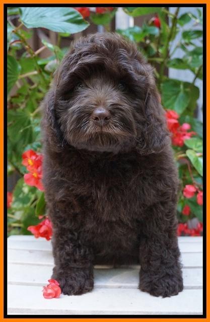 Biscuit Flicker pups 8 weeks old 71